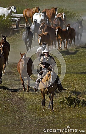 Leading them Home Stock Photo