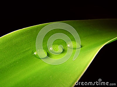 Leaf Stock Photo