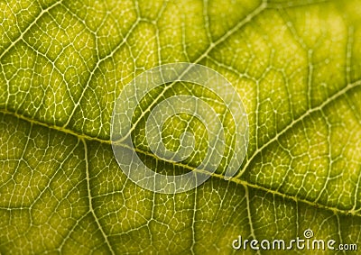 Leaf Stock Photo