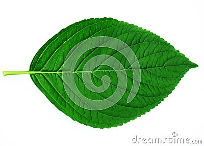 Leaf Stock Photo