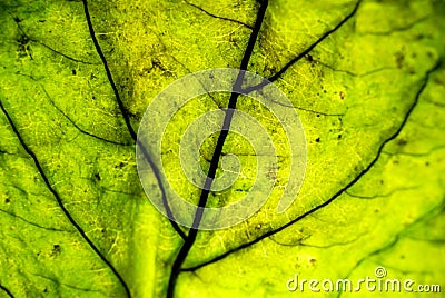 Leaf Stock Photo