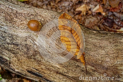 Leaf and acorn on a log Stock Photo