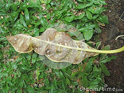 a leaf affected by mealybugs lying on the ground Stock Photo