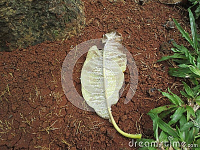 a leaf affected by mealybugs lying on the ground Stock Photo