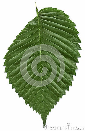 Leaf of the American elm tree Stock Photo