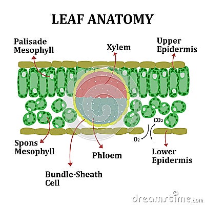 LEAF ANATOMY EUDICOTS AND DESCRIPTIONS Stock Photo