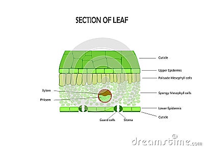 Leaf anatomy Vector Illustration
