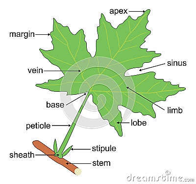 Leaf Anatomy Vector Illustration