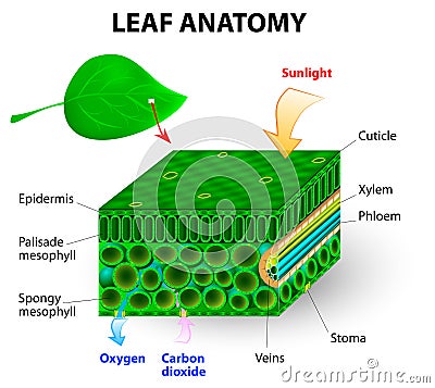 Leaf anatomy Stock Photo