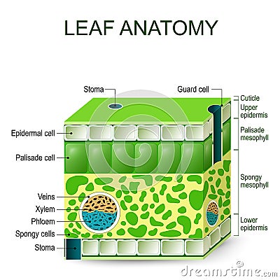 Leaf anatomy. vector diagram. Vector Illustration