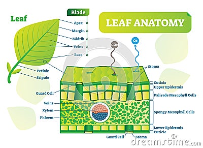 Leaf anatomy vector illustration diagram. Biological macro scheme poster. Vector Illustration