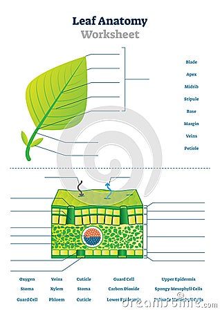 Leaf anatomy worksheet vector illustration. Labeled blank biology closeup. Vector Illustration