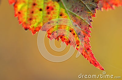 macro autumn leaf Stock Photo