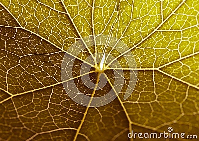 Leaf background Stock Photo