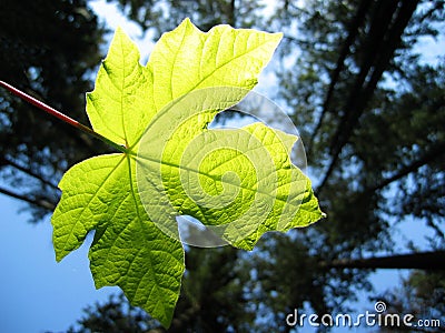 Leaf backlit by the sun Stock Photo