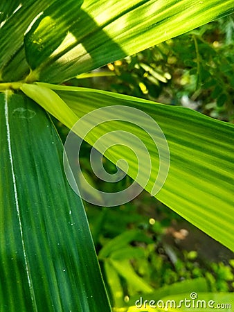 Leaf of bamboo empring kuning Stock Photo