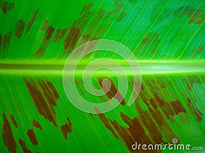 Leaf of banana tree, closeup Stock Photo