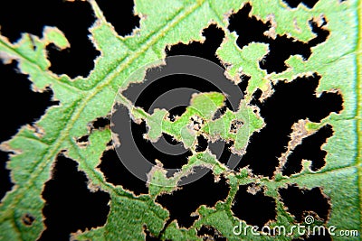 Leaf beaten by insects like caterpillar and grasshopper Stock Photo