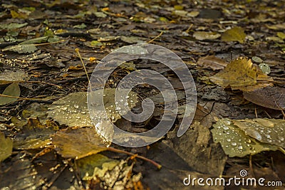 Leaf of a birch tree with rain drops Stock Photo