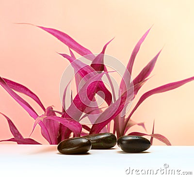 Leaf and black stones. Pink saturation color nature background Stock Photo