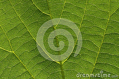 Leaf in the blow-up Stock Photo