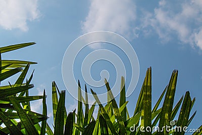 Leaf and blue Sky Stock Photo