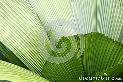 Leaf - Botanical Gardens, Singapore Stock Photo