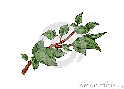 Leaf branch. Green leaves on twig, botany drawing in retro style. Vintage realistic natural element, sprig. Botanical Vector Illustration