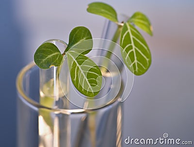 Leaf buds in test-tube Stock Photo