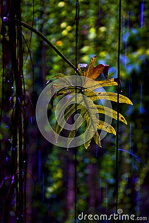 leaf cenote Stock Photo