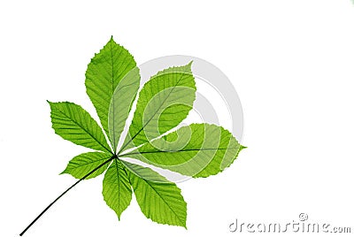Leaf chestnut Stock Photo