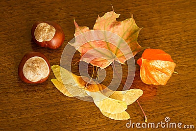 Leaf, chestnut, physalis Stock Photo
