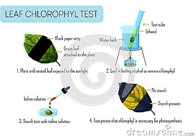 Leaf chlorophyll test. School scientific experiment proves photosynthesis in plants Cartoon Illustration