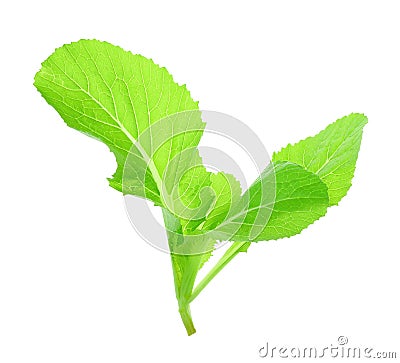 Leaf of choy sum a kind of chinese vegetable isolated on white Stock Photo