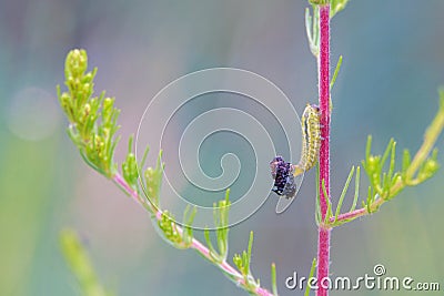 Leaf cicada larva Stock Photo
