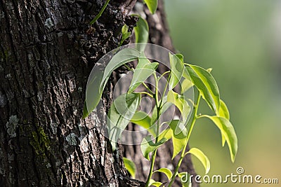 Leaf of Cinnamomum camphora tree Stock Photo
