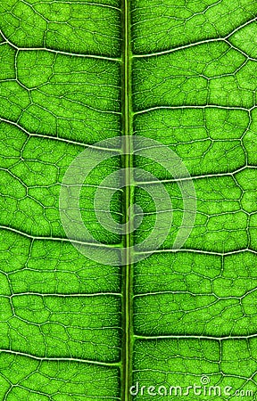Leaf close up Stock Photo