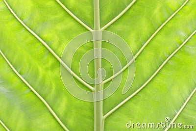 Leaf close-up Stock Photo