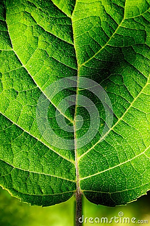 Leaf closeup Stock Photo