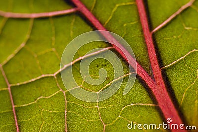 Leaf closeup macro Stock Photo