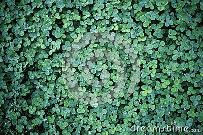 Leaf clover backgrounds ,walpapper Stock Photo