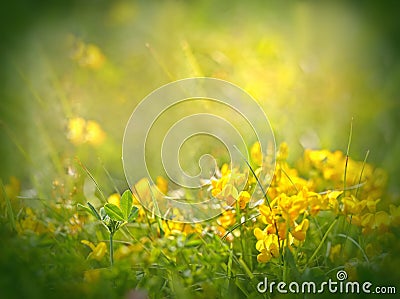 Leaf of clover in focus Stock Photo