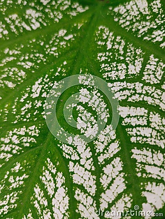 Leaf clover texture Stock Photo