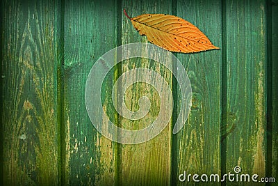 Leaf Collage Stock Photo