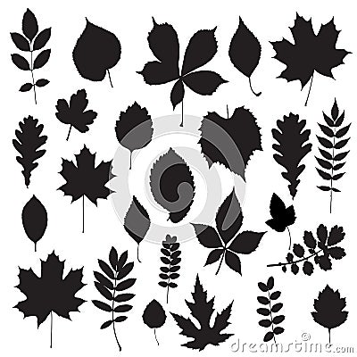 Leaf collection - silhouette Vector Illustration