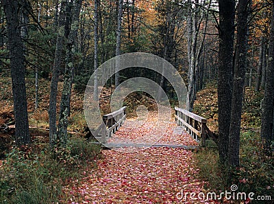 Leaf Covered Bridge Stock Photo