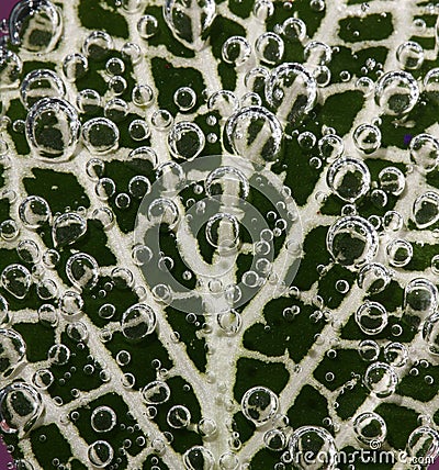 Leaf covered with bubbles Stock Photo