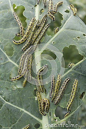 leaf covered with caterpillas pest Stock Photo