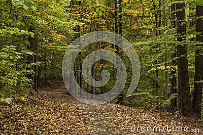 Leaf covered footpath in autumn woods Stock Photo