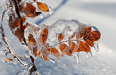Leaf covered with ice Stock Photo